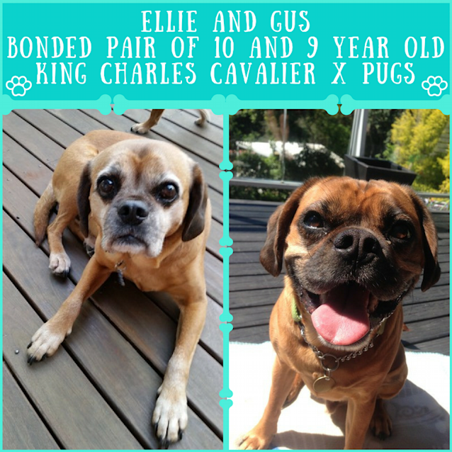 Photo of Gus And Ellie ~ Pugaliers (On Trial 17/1/2018)