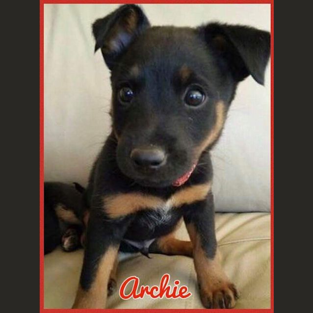 Photo of Archie Available After December 4th