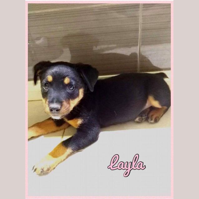 Photo of Layla : Available After December 4th
