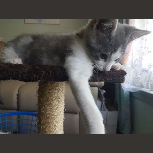 Photo of "Mystic" Adoption Fee Reduced