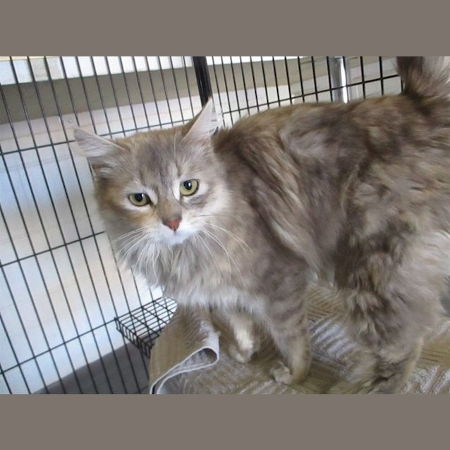 Photo of Nala