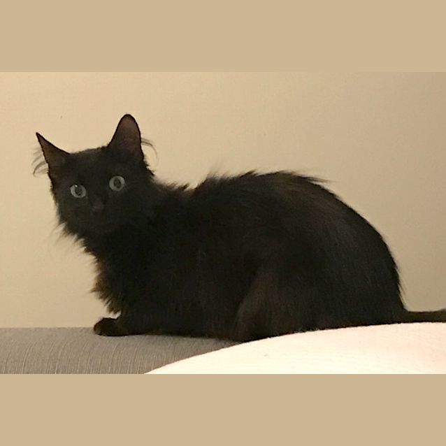 Photo of Suky The Sweet Black Floofy Cat