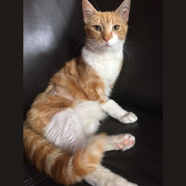 Photo of Ginger