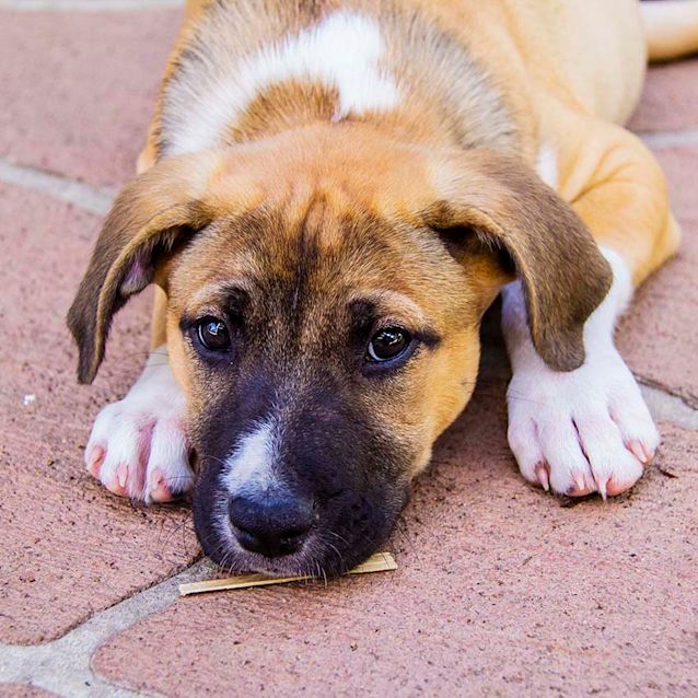 Photo of Cara ~ Mastiff X Lab Puppy (On Trial 15/12/17)
