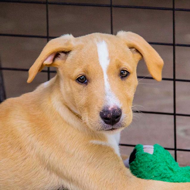 Photo of Neptune ~ Mastiff X Lab (On Trial 3/1/2018)