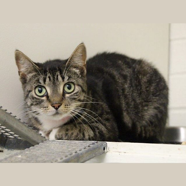 Photo of Evee (4804)