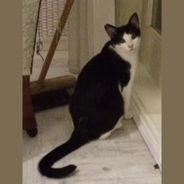 Photo of Pudding And Checkers 