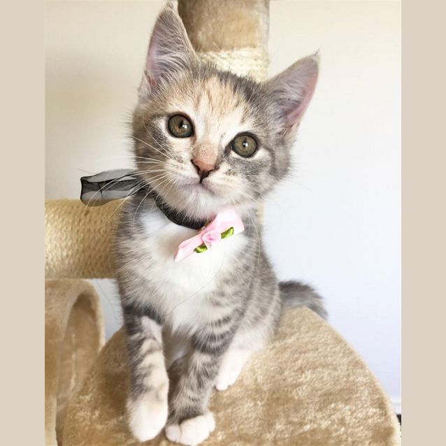 Photo of Lily