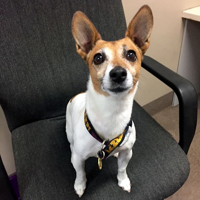 Photo of Millie