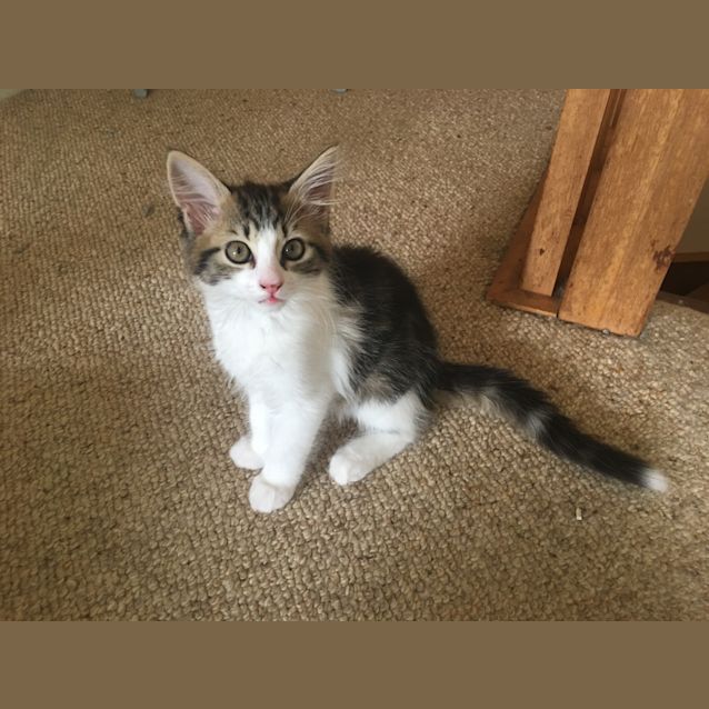 Photo of Willow (3976)