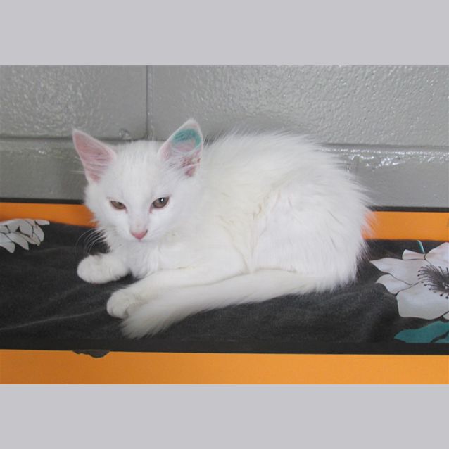 Photo of Luna