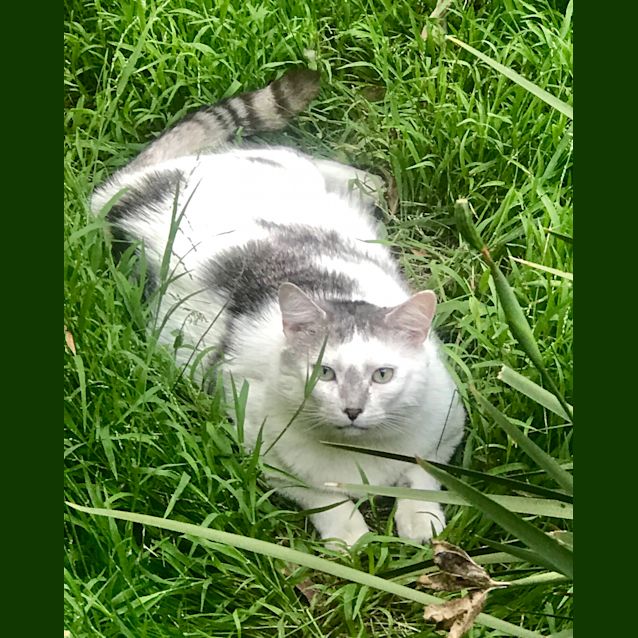 Photo of Chilli