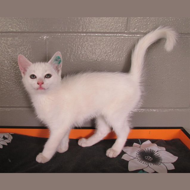 Photo of Ghost
