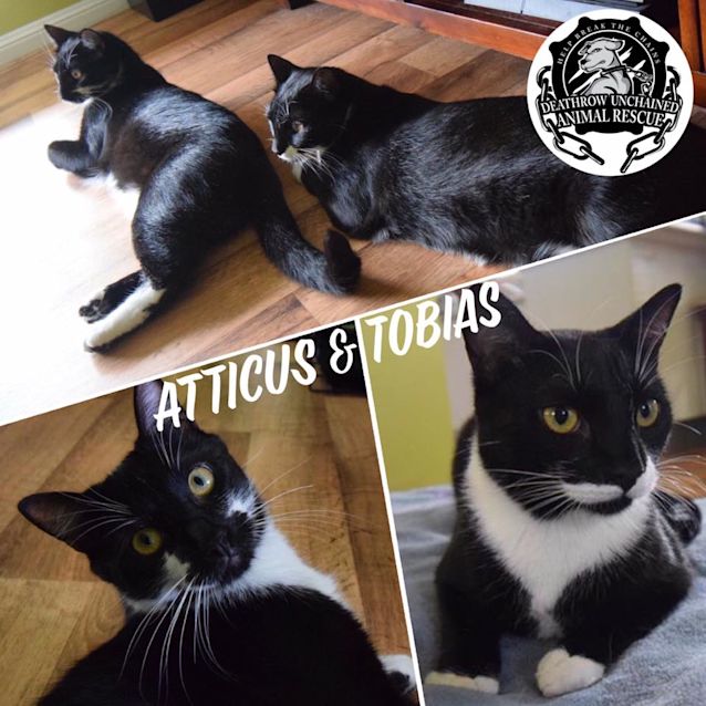Photo of Atticus And Tobias