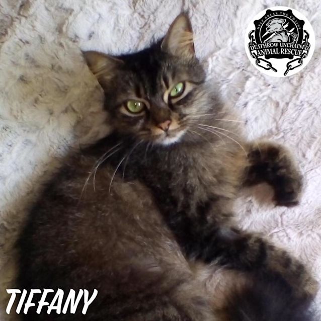 Photo of Tiffany