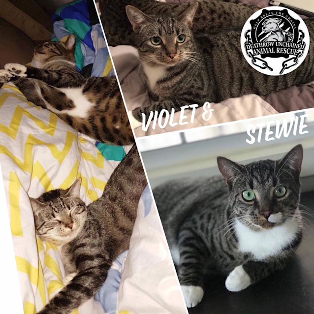 Photo of Stewie And Violet