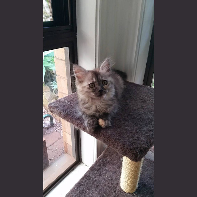 Photo of Bronte