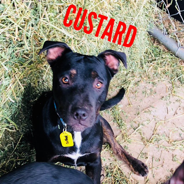 Photo of Custard 