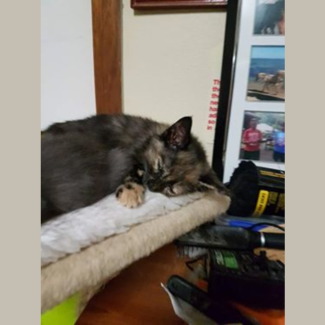 Photo of Scout