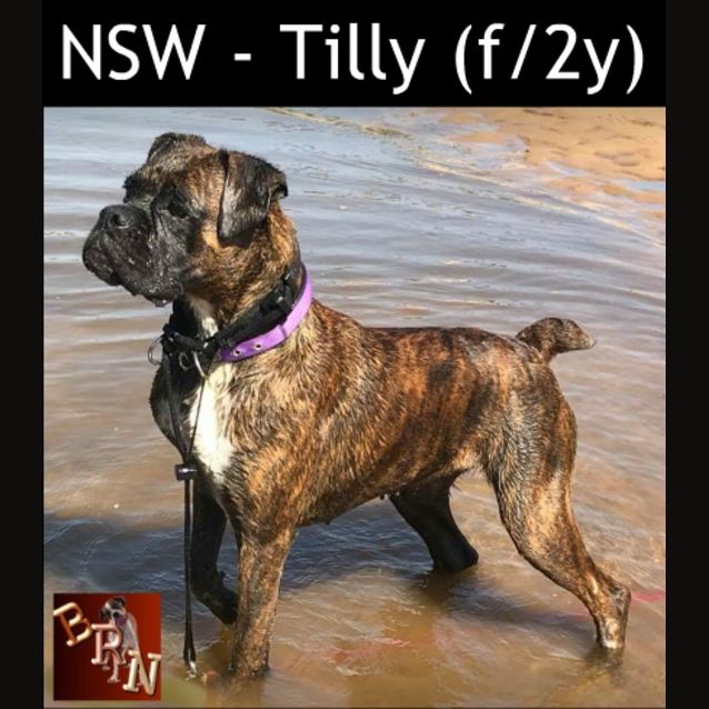 Photo of Tilly