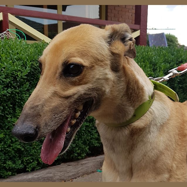 Photo of Pepper   Gorgeous Girl   Very Quiet