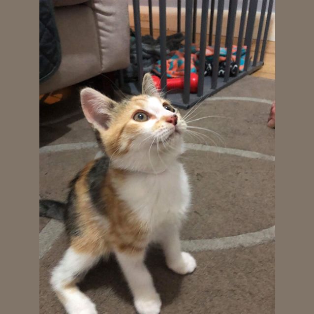 Photo of Gracie
