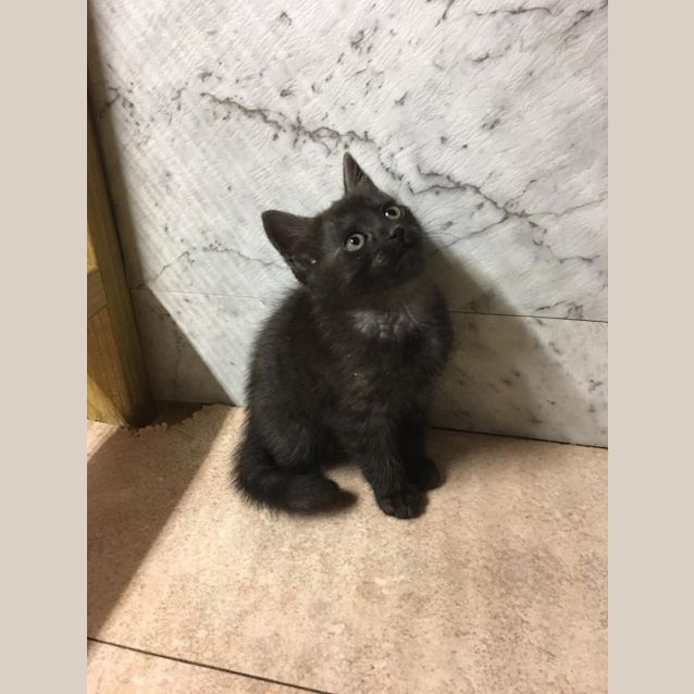 Photo of Smoke