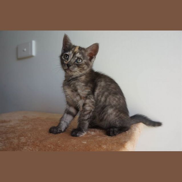 Photo of Mewawa
