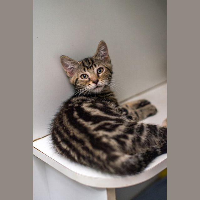Photo of Milo