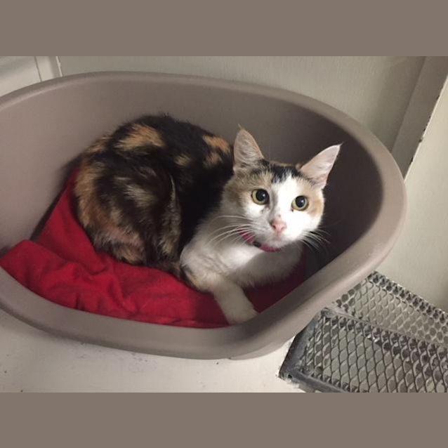 Photo of Shona (4524)