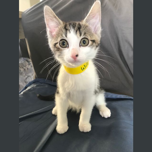 Photo of Kitten Adoption Day This Friday Afternoon!
