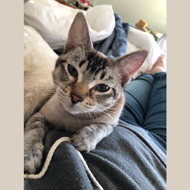 Photo of Honey