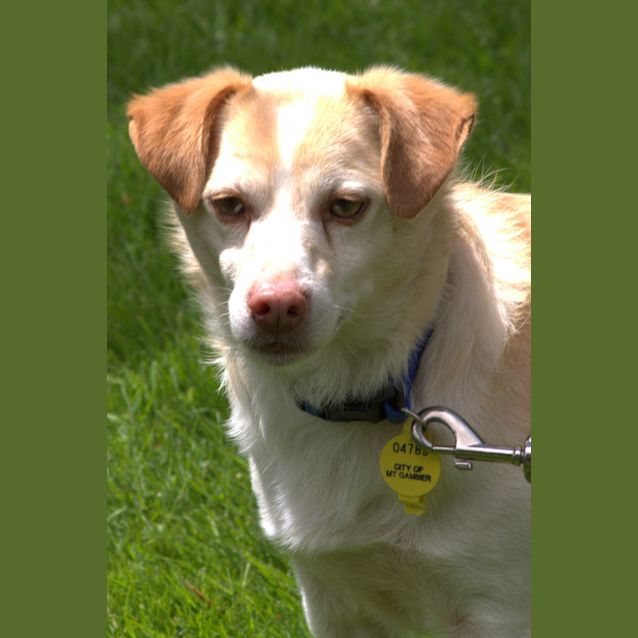 Photo of Hooch