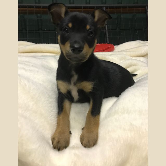 Photo of Rosie **Adopted**