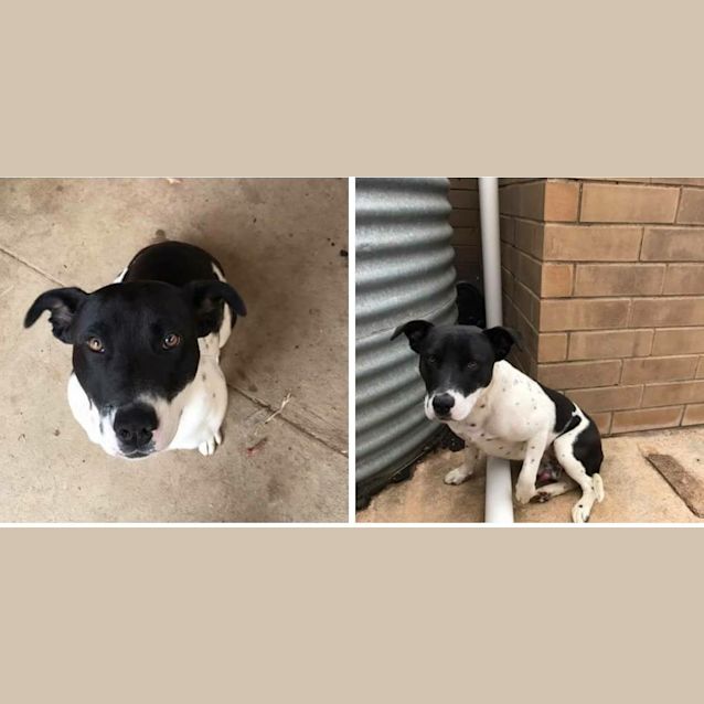 Photo of Panda **Adopted**