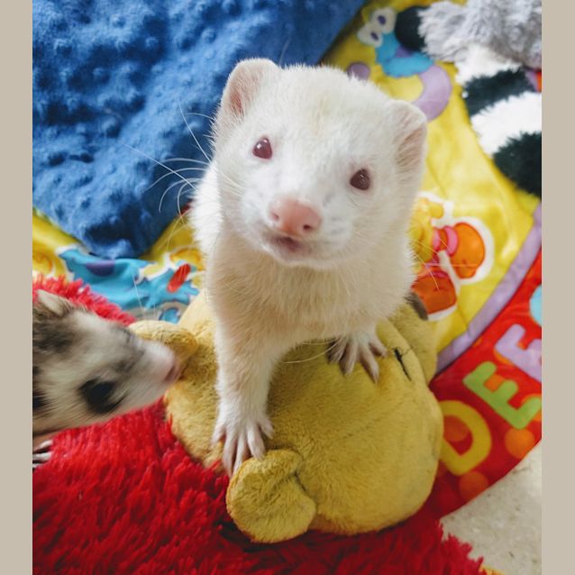 Photo of Arlo