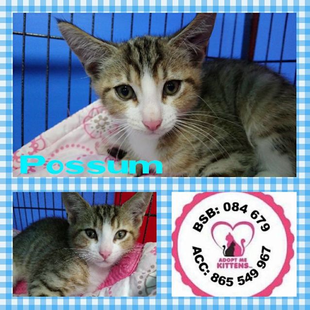 Photo of Possum