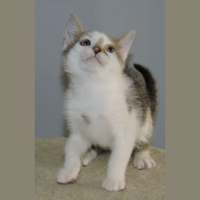 Photo of Patch