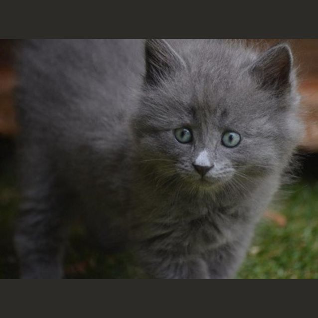 Photo of Kiki Cc0046