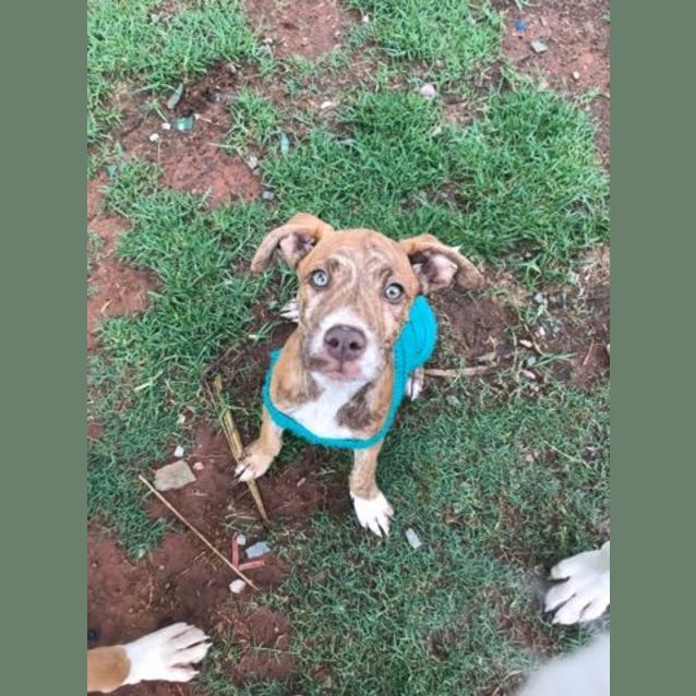 Photo of Banjo