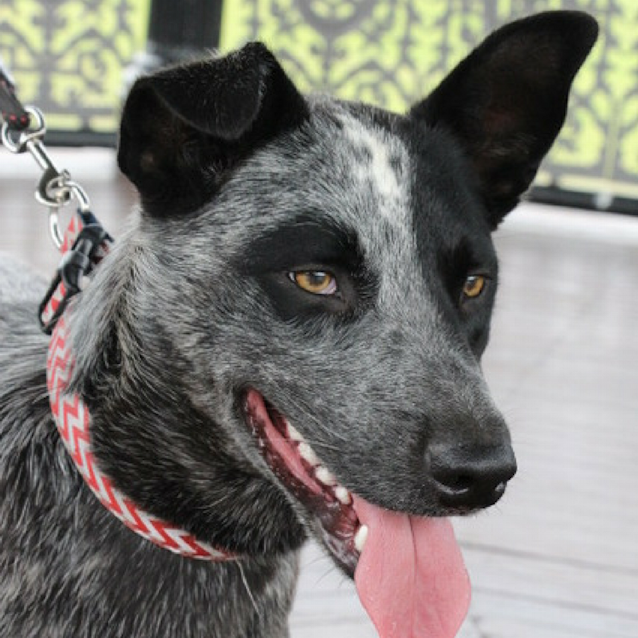 Photo of Bluey ~ Blue Cattle Dog (On Trial 15/12/17)