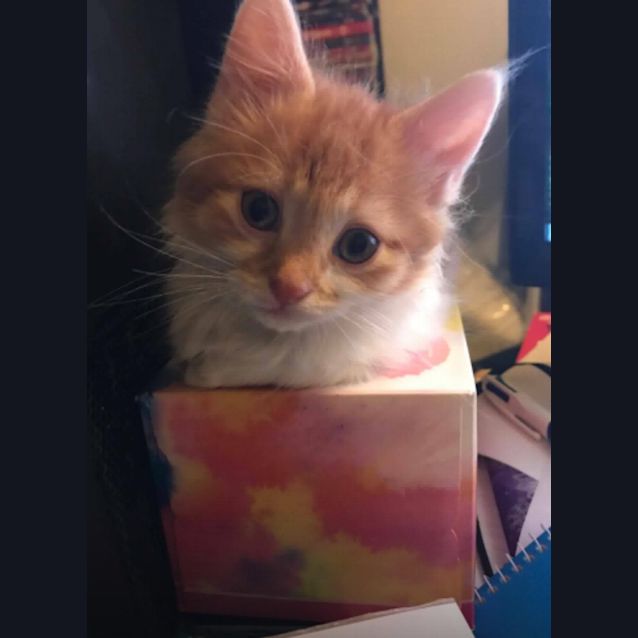 Photo of Ares