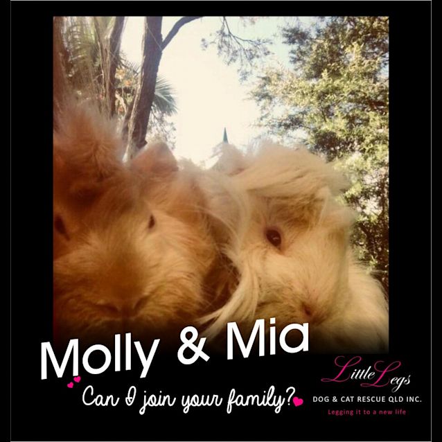 Photo of Molly And Mia
