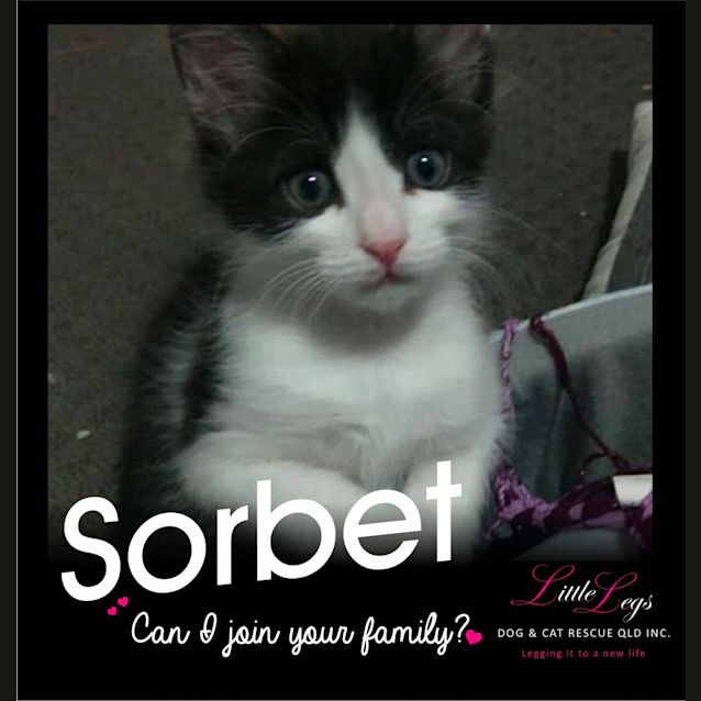 Photo of Sorbet