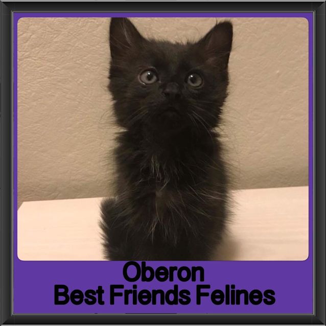 Photo of Oberon 