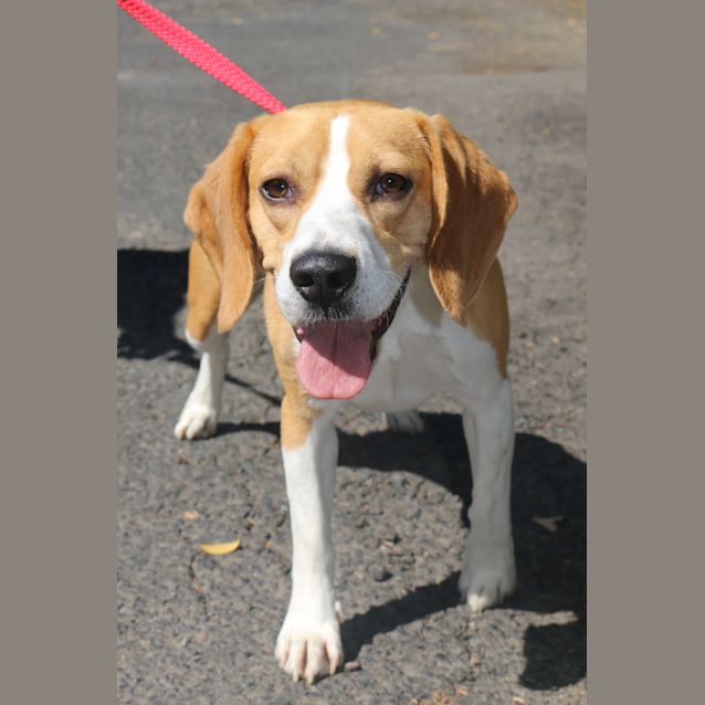 Photo of Rusty