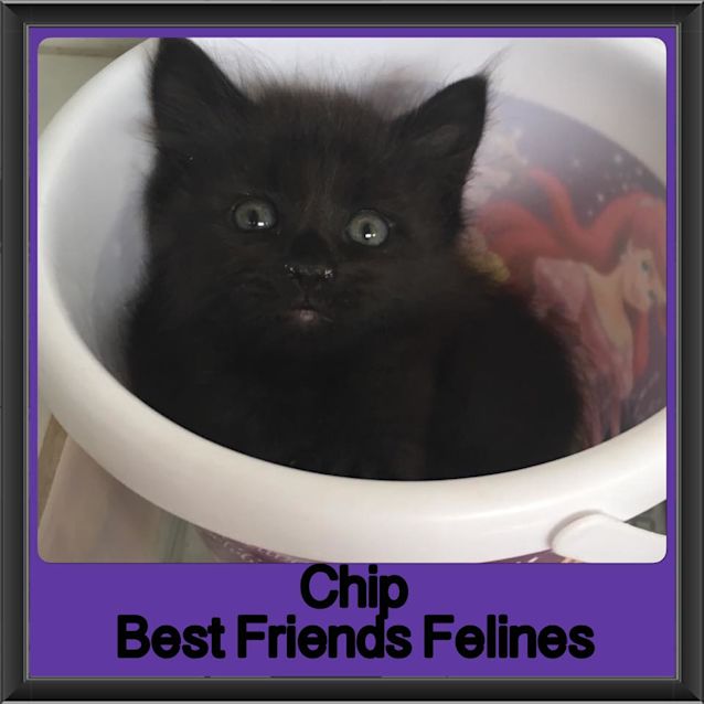 Photo of Chip 