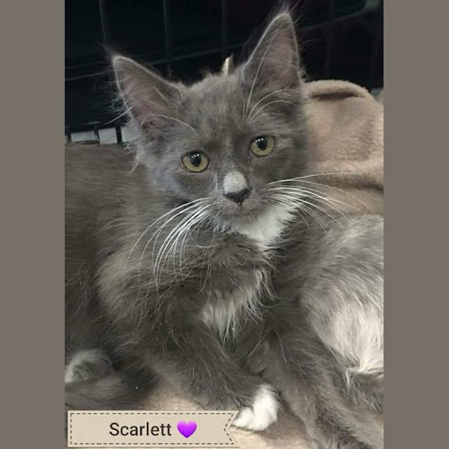Photo of Scarlett 