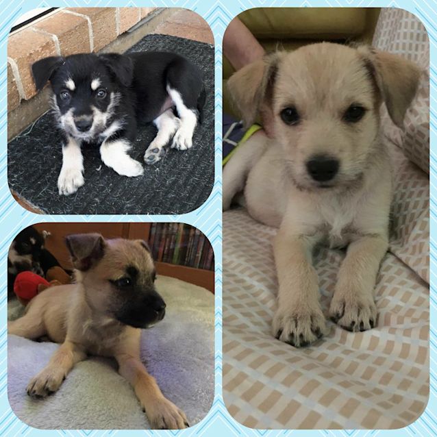 Photo of Misty **Adopted**