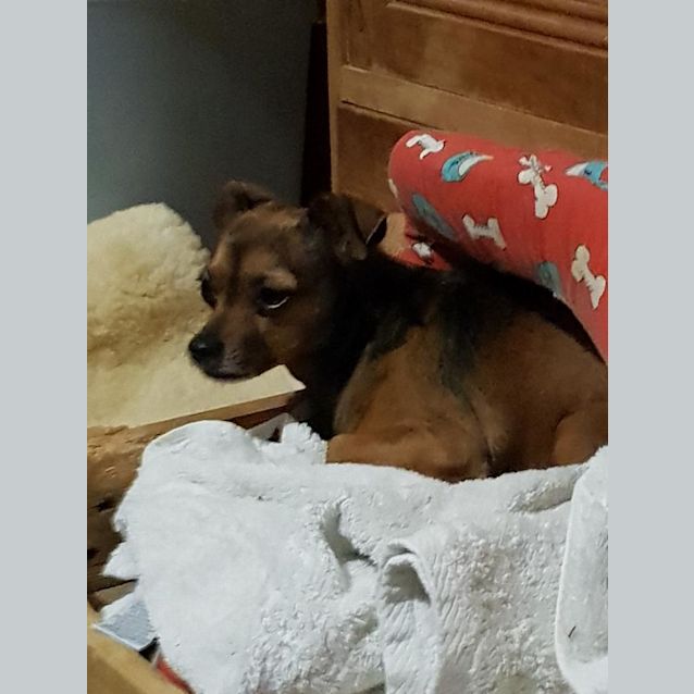 Photo of Mary Anne (Adoption Pending)